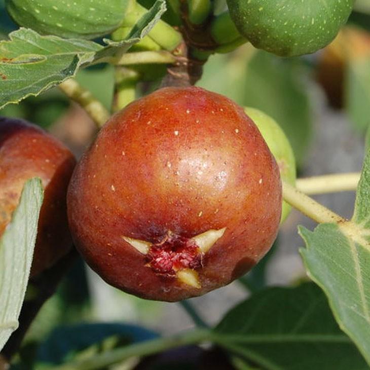 イチジク 苗 セレスト 1年生 挿し木 ポット苗 Tn01 017s001 01 苗木の専門店 グリーンでgo 通販 Yahoo ショッピング