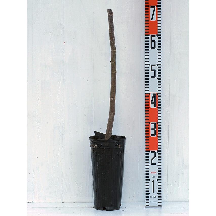 イチジク 苗 セレスト 1年生 挿し木 ポット苗 Tn01 017s001 01 苗木の専門店 グリーンでgo 通販 Yahoo ショッピング