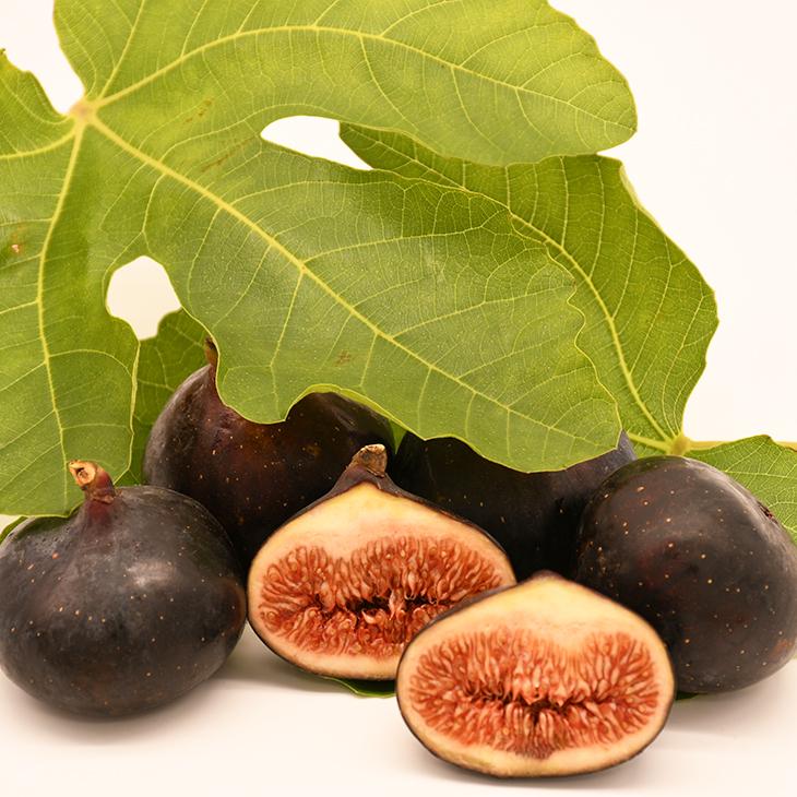 □優良2年生大苗□ イチジク 苗 【ビオレソリエス】 2年生大苗 挿し木