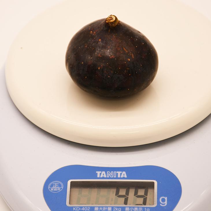 くろ　イチジクの挿し木苗3品種 イチジク 苗 【ビオレソリエス】 3年生 挿し木 約1.3m 大苗 : 苗木の