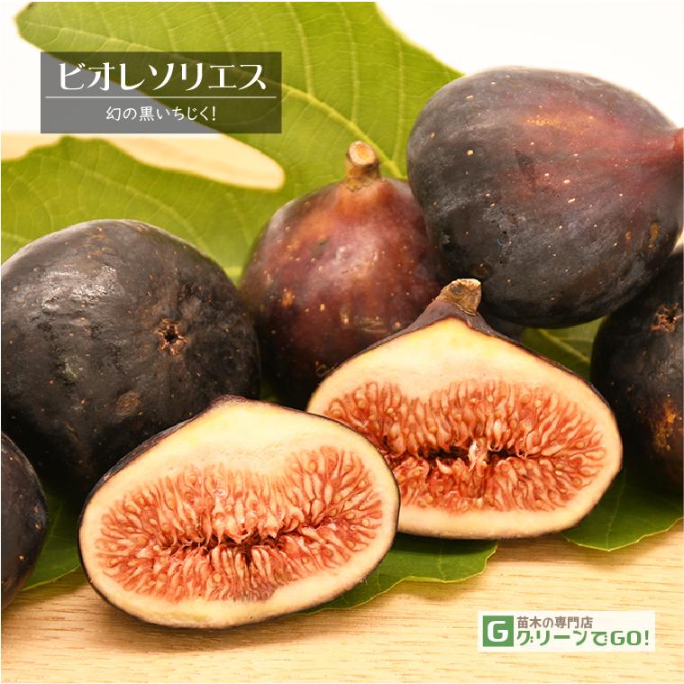 イチジク 苗 【ビオレソリエス】 （キバル台） A級 接ぎ木苗 : 苗木の