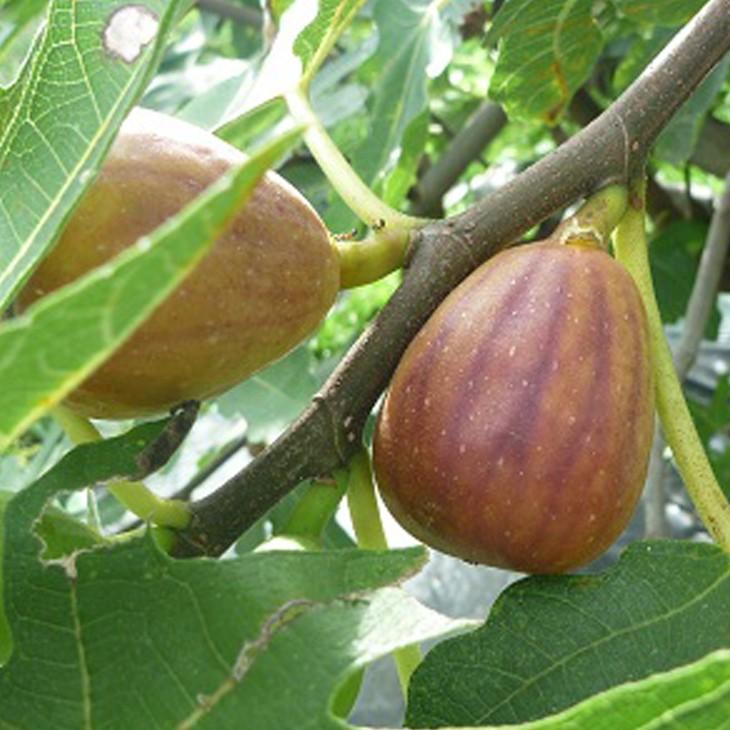 モカモカ様専用イチジク挿し木苗 2品種