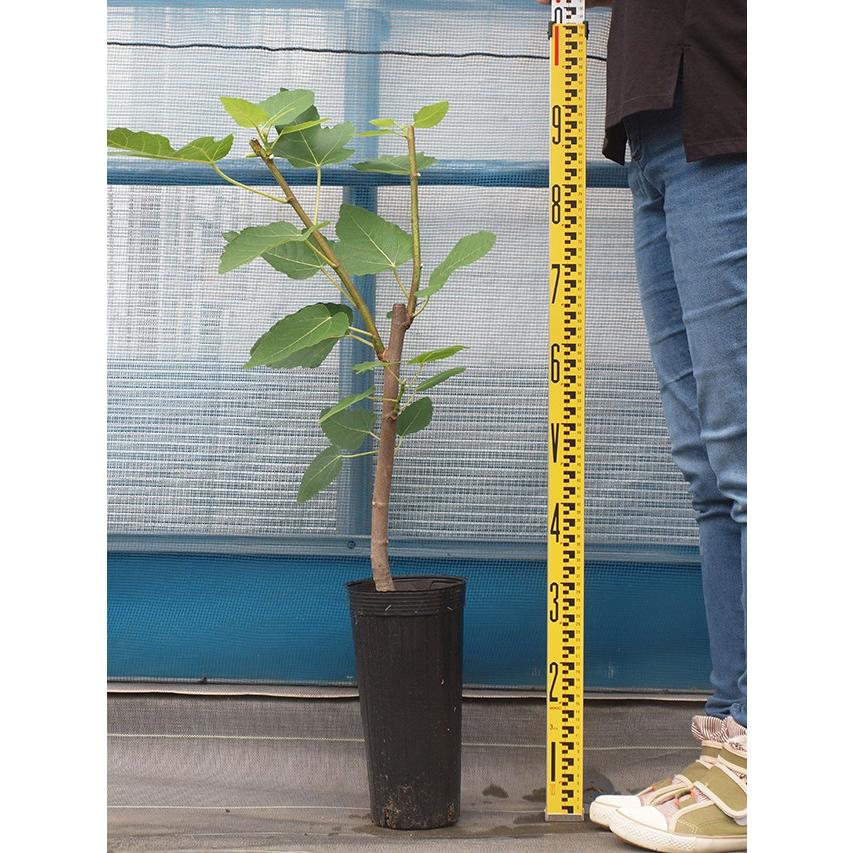 イチジク 苗 早生日本種 別名 蓬莱柿 2年生 挿し木 大苗 Tn01 033s002 01 苗木の専門店 グリーンでgo 通販 Yahoo ショッピング