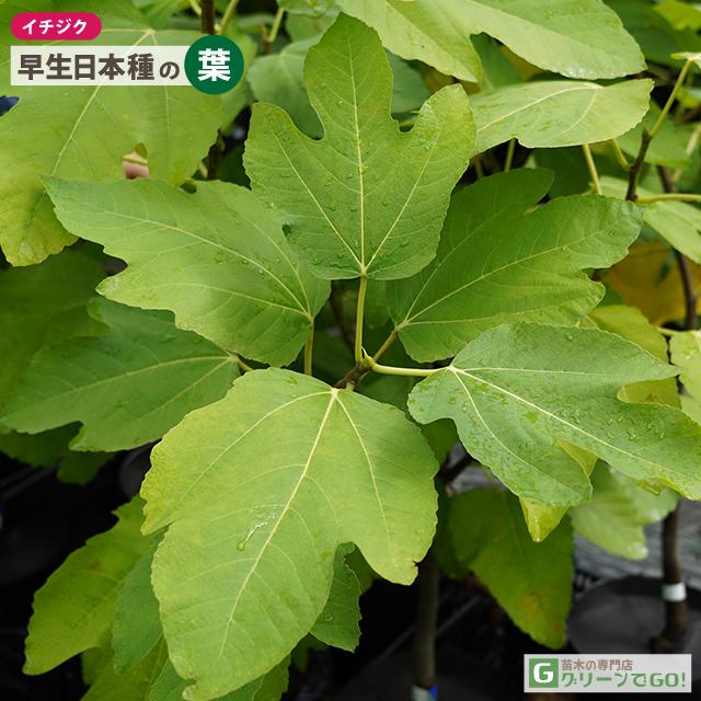 イチジク 苗 【早生日本種 （別名： 蓬莱柿）】 特上 極太 3年生