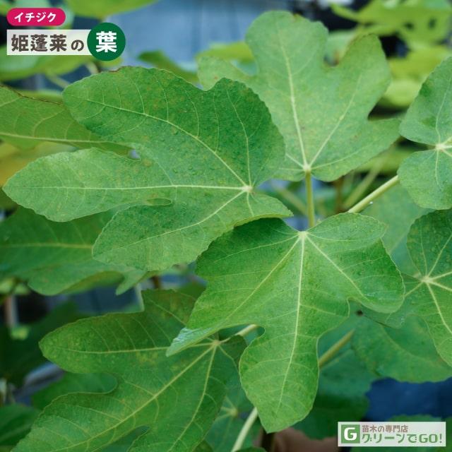 □優良2年生大苗□ イチジク 苗 【姫蓬莱 （ヒメホウライ）】 2年生