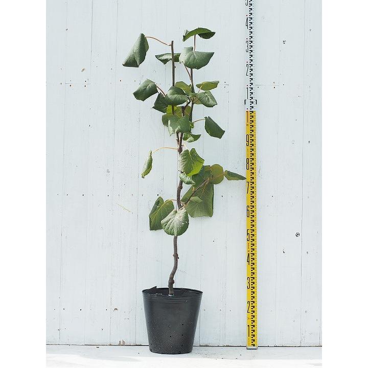 キウイ 苗木 メス ゴールデンキング 3年生 接ぎ木 大苗 Tn01 043t003 01 苗木の専門店 グリーンでgo 通販 Yahoo ショッピング