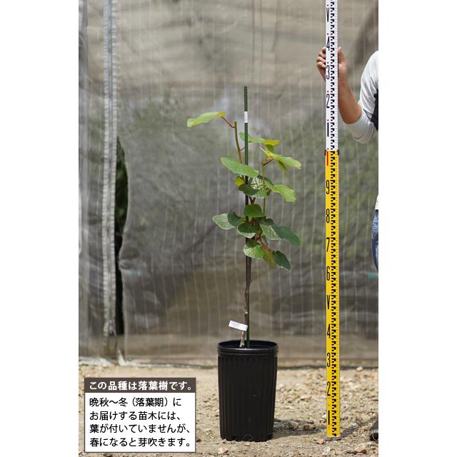 キウイ 苗木 【メス 香緑】 3年生 接ぎ木 約1.3m 大苗 : 苗木の専門店