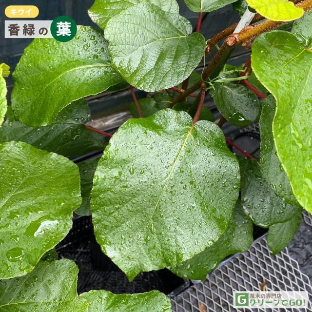 専用ページキウイの苗木3本セット キウイ 苗木 【メス 香緑】 3年生 接ぎ木 約1.3m 大苗 : 苗木の専門店