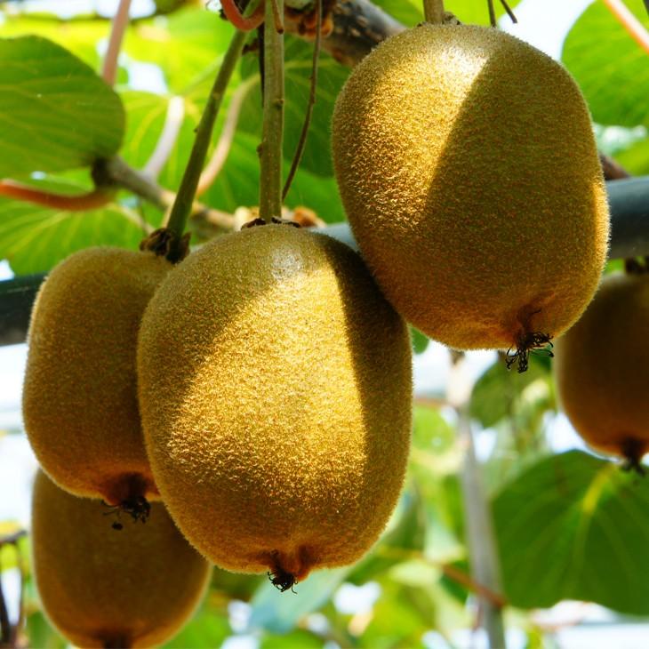 キウイ 苗木 【メス レインボーレッド ［登録品種］】 1年生 接ぎ木