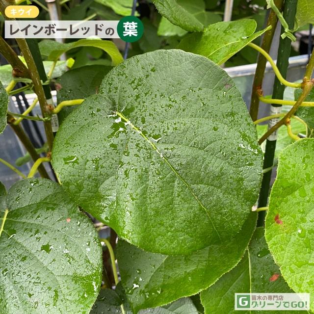 キウイ 苗木 【メス レインボーレッド ［登録品種］】 3年生 接ぎ木 約
