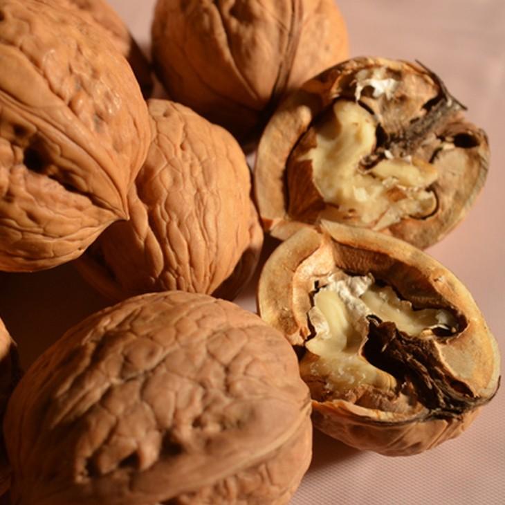 くるみ 苗木 【菓子クルミ】 1年生苗 : 苗木の専門店 グリーンでGO