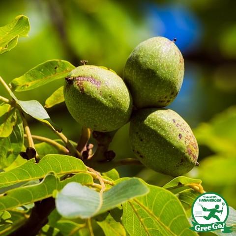 くるみ 苗木 【菓子クルミ】 1年生苗 : 苗木の専門店 グリーンでGO