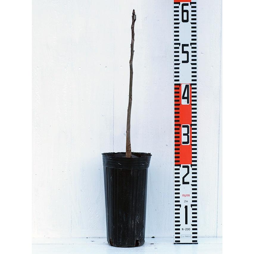 くるみ 苗木 【菓子クルミ】 1年生苗 : 苗木の専門店 グリーンでGO