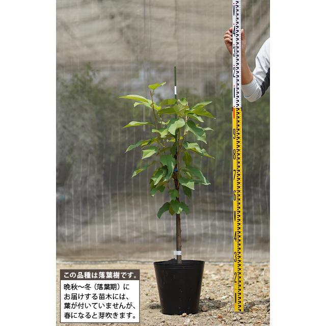さくらんぼ 苗木 【黄色いサクランボ】 3年生 接ぎ木 約1.3m 大苗