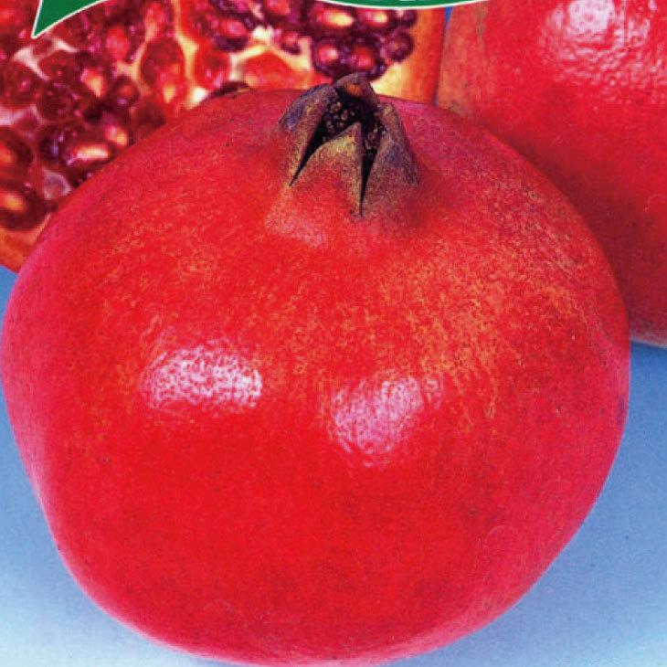 セール 特集 送料無料 ザクロ 苗 カリフォルニアザクロ 小苗 ニーム小袋付き 北海道 沖縄は送料無料適用外です