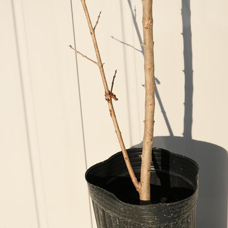 ザクロ 苗 種無しザクロ シャインレッド 1年生 挿し木 ポット苗 Tn01 080t001 01 苗木の専門店 グリーンでgo 通販 Yahoo ショッピング