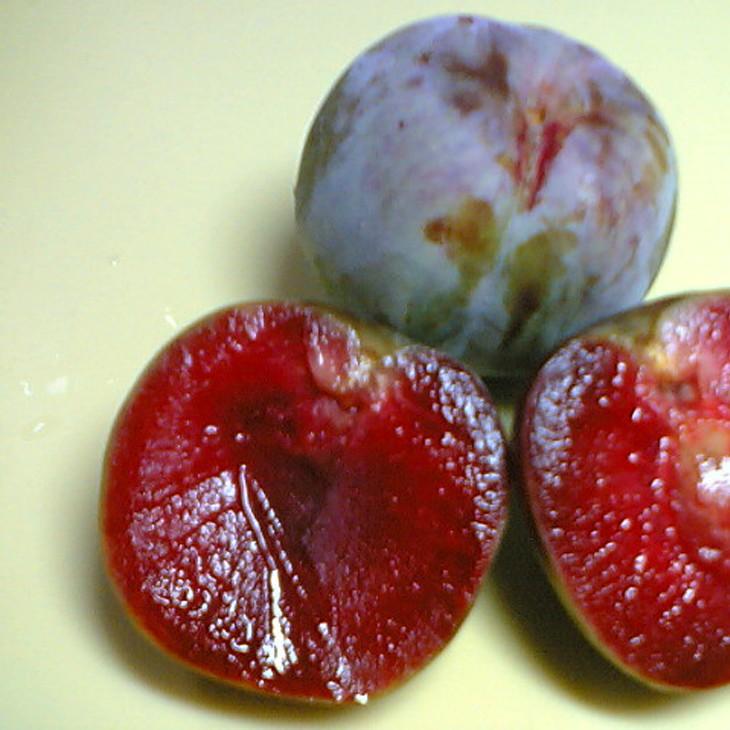 スモモ プラム 苗 ソルダム 1年生 接ぎ木 ポット苗 Tn01 085t001 01 苗木の専門店 グリーンでgo 通販 Yahoo ショッピング