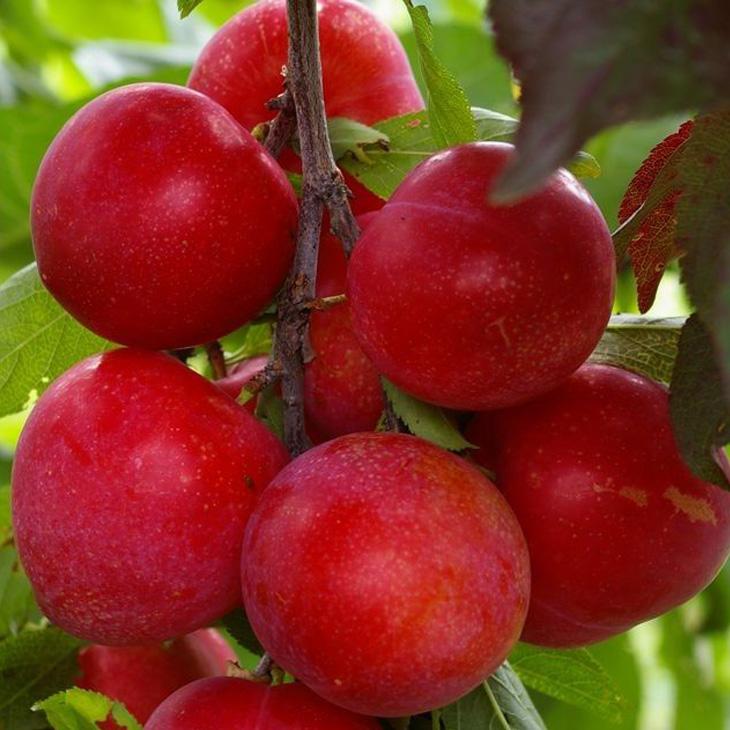 スモモ プラム 苗 【ビューティー】 3年生 接ぎ木 約1.3m 大苗 : 苗木