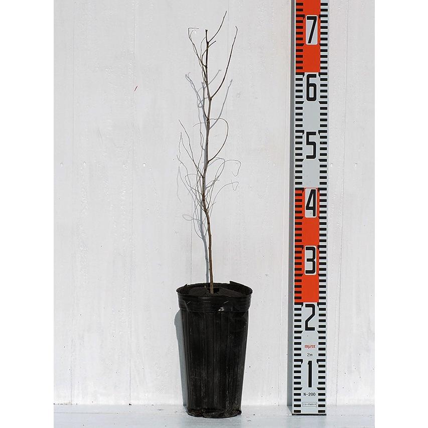 なつめ 苗木 【日本ナツメ】 1年生苗 : 苗木の専門店 グリーンでGO