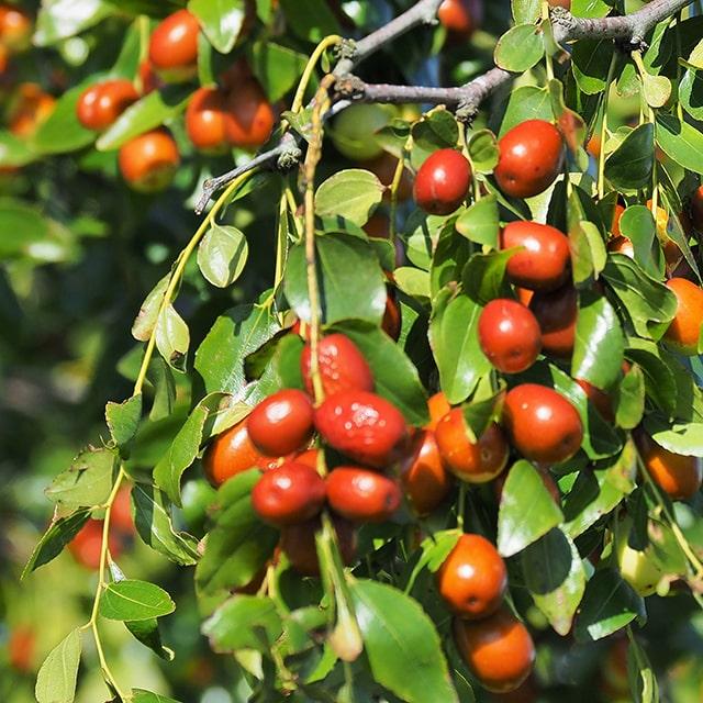 なつめ 苗木 【日本ナツメ】 3年生 約1.3m 大苗 : 苗木の専門店