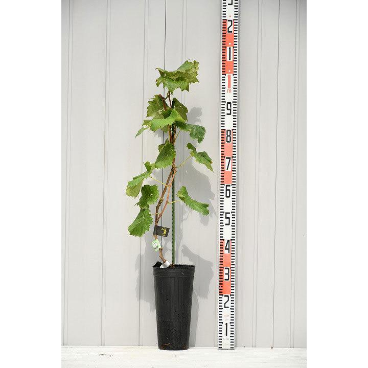 □優良2年生大苗□ ぶどう 苗木 【BK シードレス ［登録品種］】 2年生