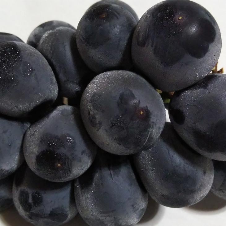 ぶどう 苗木 【BK シードレス ［登録品種］】 3年生 ウイルス