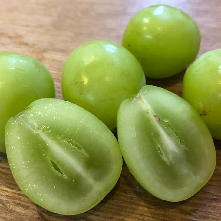 □優良2年生大苗□ ぶどう 苗木 【シャインマスカット ［登録品種