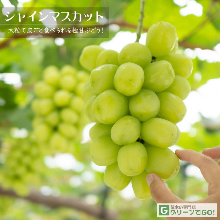 ◇超長尺果樹苗 1.7m◇ ぶどう 苗木 【シャインマスカット ［登録品種