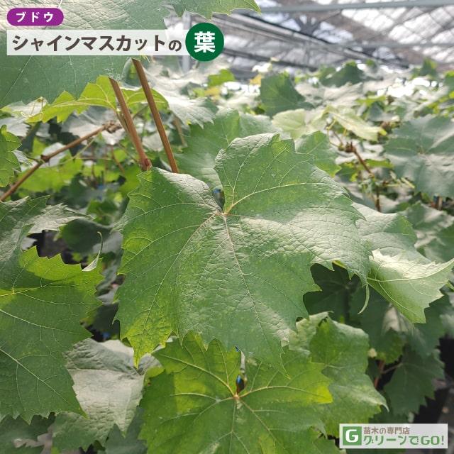 ◇超長尺果樹苗 1.7m◇ ぶどう 苗木 【シャインマスカット ［登録品種