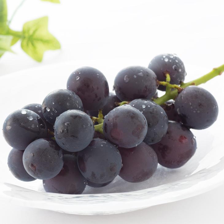 巨峰　出品　13個 ぶどう 苗木 【巨峰 （きょほう）】 1年生 挿し木 ポット苗 : 苗木の