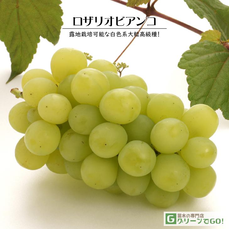 1260円 最大62 オフ ブドウ 苗木 苗 シャインマスカットpvp 挿木苗 3株