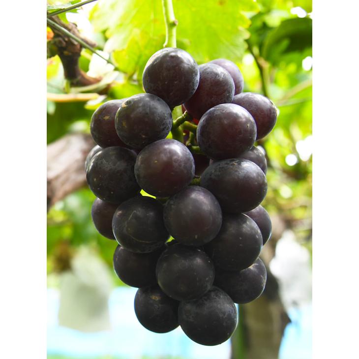 藤みのり 大粒ぶどう苗木 ぶどう 苗木 【藤稔 （ふじみのり）】 1年生 挿し木 ポット苗