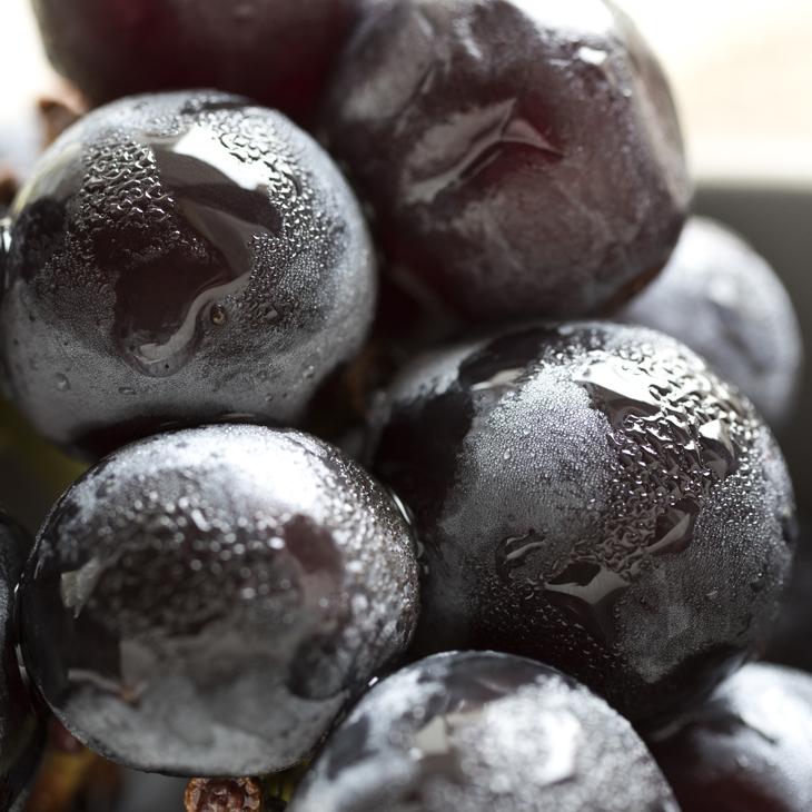 □優良2年生大苗□ ぶどう 苗木 【藤稔 （ふじみのり）】 2年生大苗