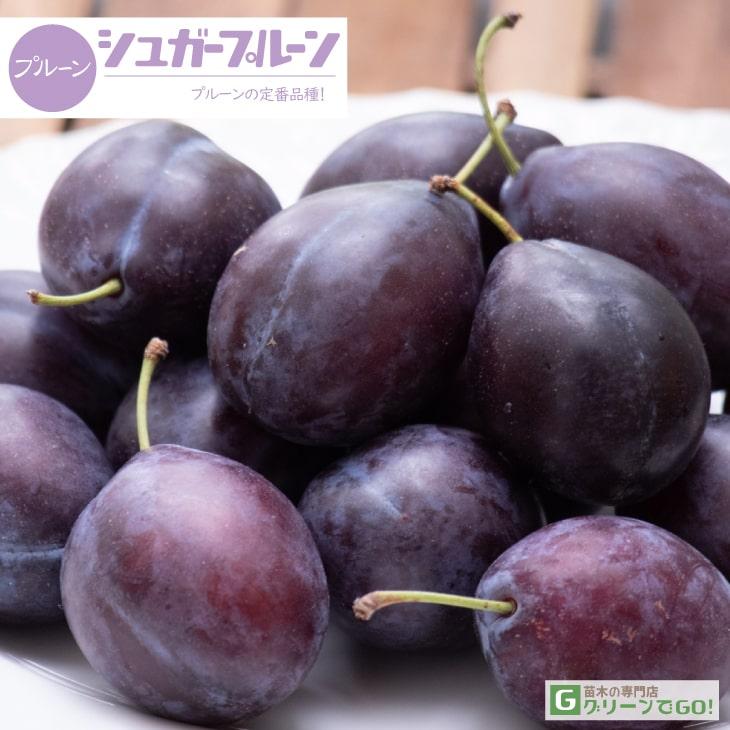 在庫処分 送料無料 ベリー 苗 幼苗 ニーム小袋付き ※北海道 沖縄は送料無料適用外です ◆送料無料◆ リンゴ 1年生接ぎ木苗 (ニーム小袋付き) 林檎 果樹苗 苗木クラブアップル ※北海道・沖縄は送料無料適用外です。