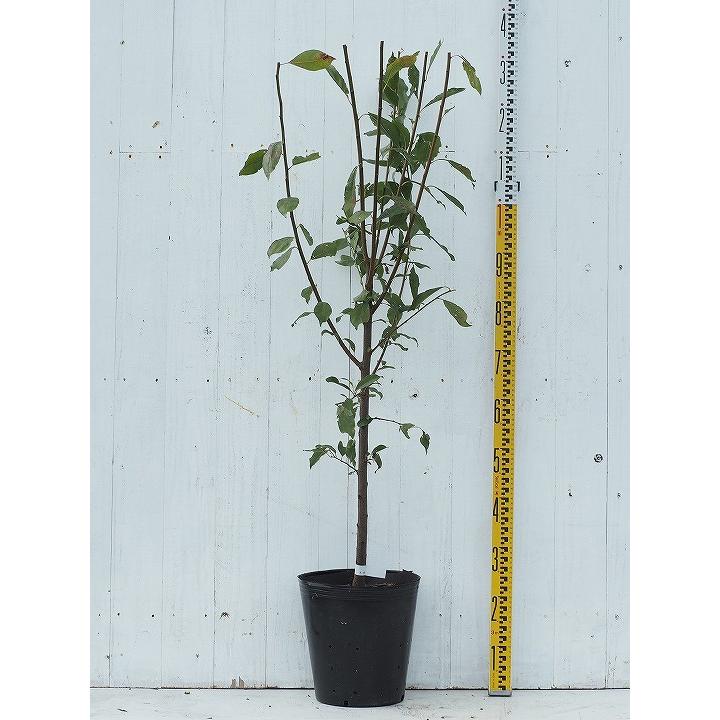 プルーン 苗木 シュガープルーン ラッピング 接ぎ木苗 3年生