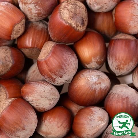 ヘーゼルナッツ 苗 【ハレシェリーゼン】 1年生 ポット苗 : 苗木の専門