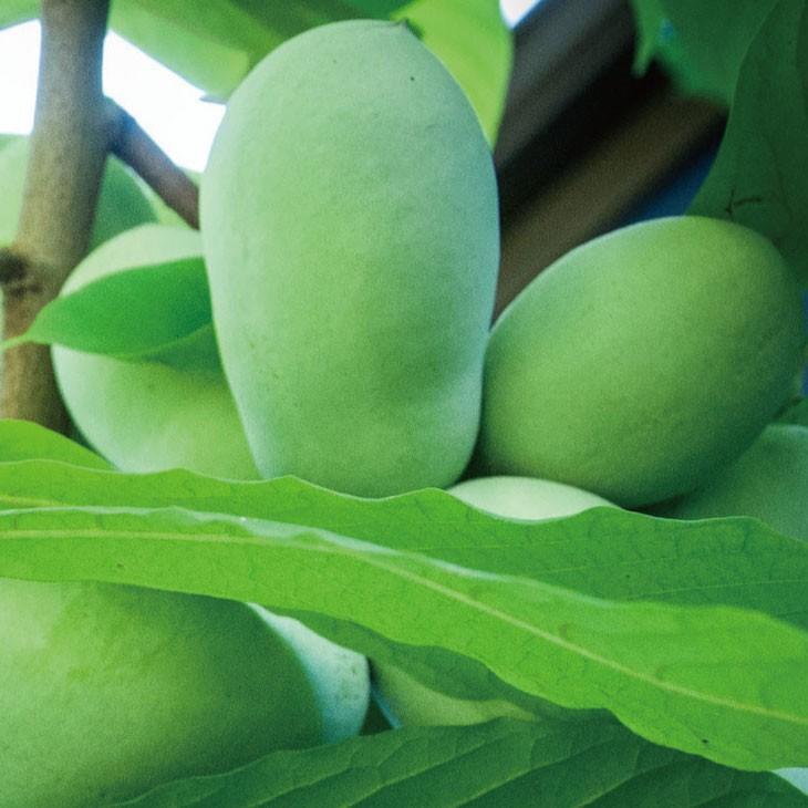 ポポー苗木 【NC-1 （エヌシーワン ）】 接ぎ木苗 : 苗木の専門店