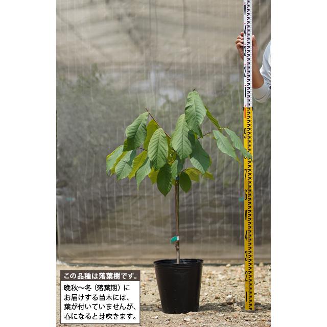ポポー苗木 【ウイルソン】 4年生 接ぎ木 約1.3m 大苗 : 苗木の専門店
