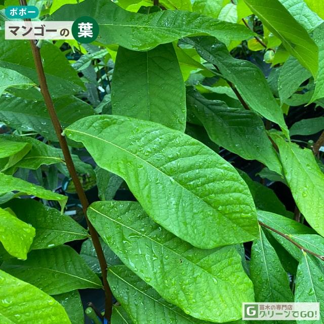 ポポー苗木 【マンゴー】 3年生 接ぎ木 大苗 : 苗木の専門店 グリーン
