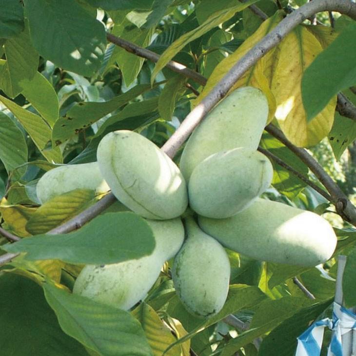 ◇送料無料◇ ポポー苗木 【ミッチェル】 接ぎ木苗 （ニーム小袋付き