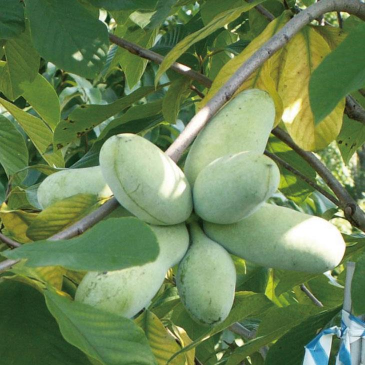 ポポー苗木 【ミッチェル】 4年生 接ぎ木 約1.3m 大苗 : 苗木の専門店