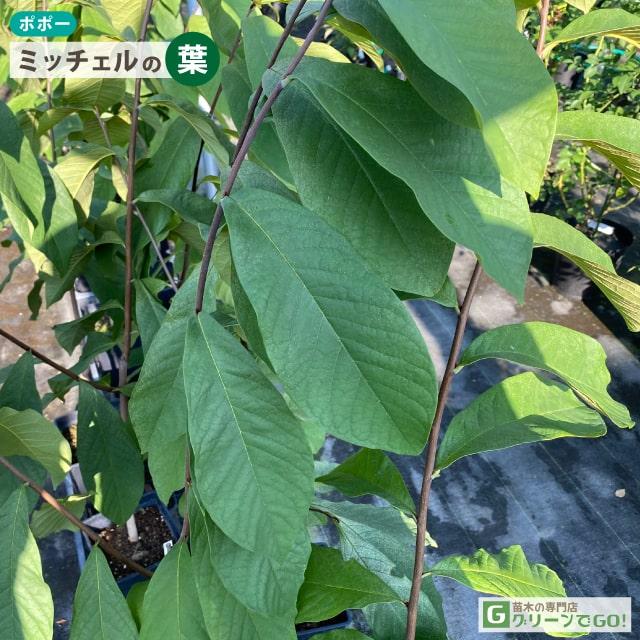 ポポー苗木4本 ポポー サスケハンナ 4号ポット苗 ピーターソンポポー 果樹 苗木