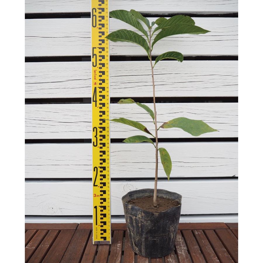 送料無料 ポポー苗木 実生苗 在来種 実生 ポット苗 ニーム小袋付き 北海道 沖縄は送料無料適用外です Tn01 148n002 01 Sm 苗木の専門店 グリーンでgo 通販 Yahoo ショッピング