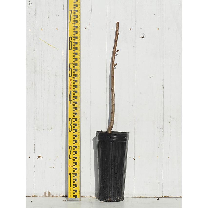 ◇送料無料◇ りんご 苗木 【 王林 （おうりん）】 1年生 接ぎ木