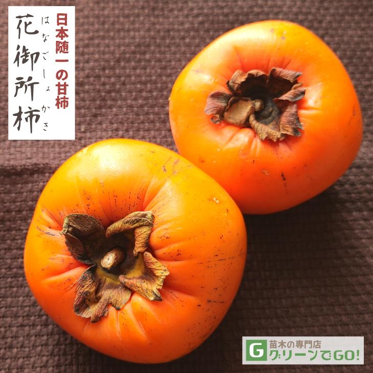 柿 苗木 【完全甘柿 花御所 （はなごしょ）】 3年生 接ぎ木 約1.3m
