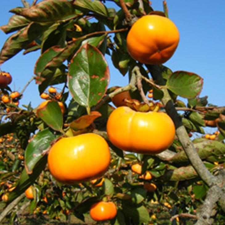 柿 苗木 【完全甘柿 次郎】 3年生 接ぎ木 約1.3m 大苗 : 苗木の専門店