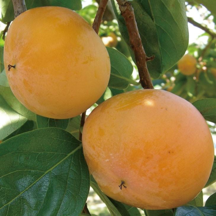 柿 苗木 【完全甘柿 富有柿 （ふゆうがき）】 1年生 接ぎ木 ポット苗