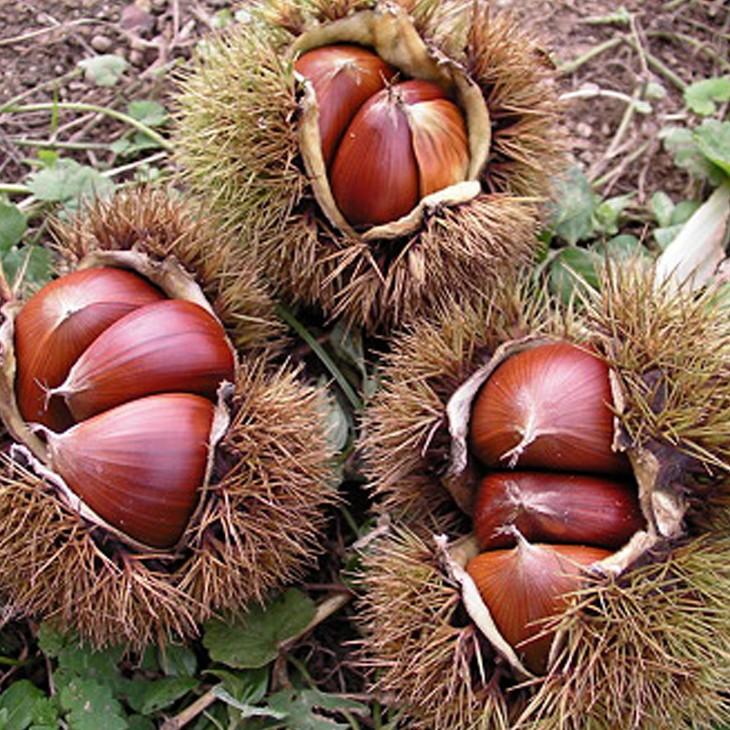 送料無料 栗 苗木 筑波 つくば 1年生 ニーム小袋付き 接ぎ木 80 以上節約 沖縄は送料無料適用外です 北海道 ポット苗