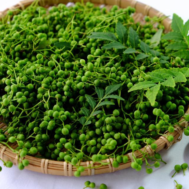 山椒 苗 【トゲなし実サンショウ 朝倉山椒 （あさくらさんしょう