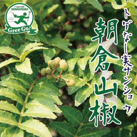 山椒 苗 【トゲなし実サンショウ 朝倉山椒 （あさくらさんしょう